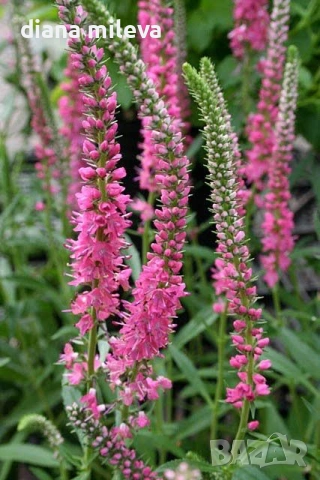 Розова Вероника, Veronica spicata ‘Anniversary Rose’, снимка 7 - Градински цветя и растения - 54139863