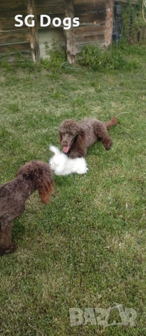 Пудел, снимка 5 - Пудели - 54322905