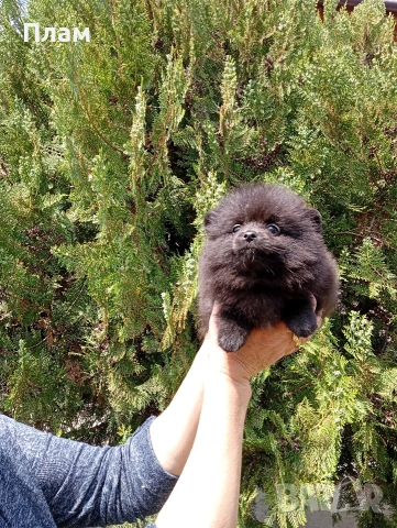 Черен Померан.Снимки от 29.04.26г. , снимка 4 - Померан - 54357328