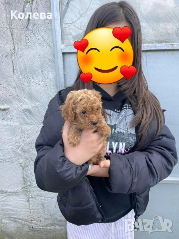 УНИКАЛНИ МИНИ пудели