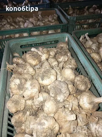 български чесън