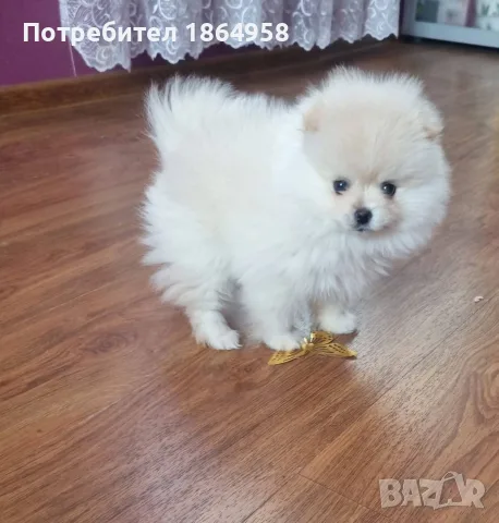 Женски Бебета Померан