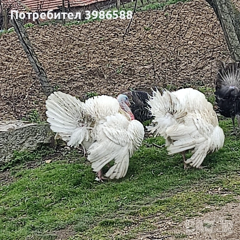 Пуйки, снимка 4 - Кокошки и пуйки - 54385894