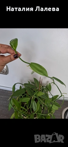 Орхидея ванилия, Vanilla Planifolia , снимка 2 - Стайни растения - 55099611