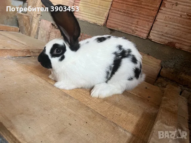 Новозеландски и Пеперуди, снимка 5 - Други животни - 55674339