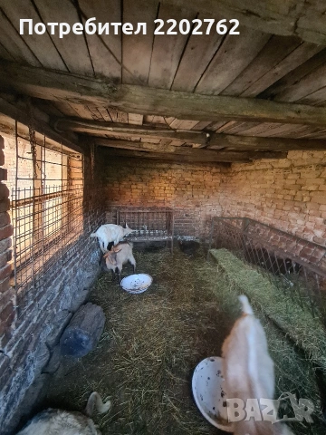 Продавам ярета , снимка 6 - Кози - 55073558