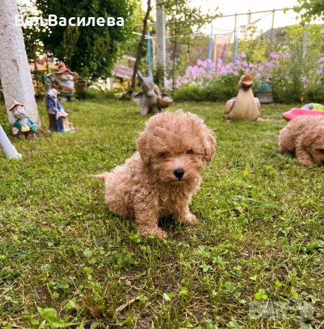 Малтипу кученца , снимка 8 - Пудели - 54847108