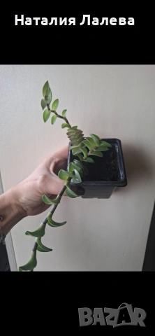 Кализия, callisia Navicularis, снимка 2 - Стайни растения - 53972357