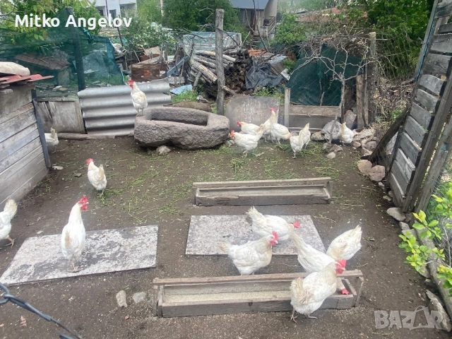 Домашни яйца, снимка 4 - други­ - 40778099