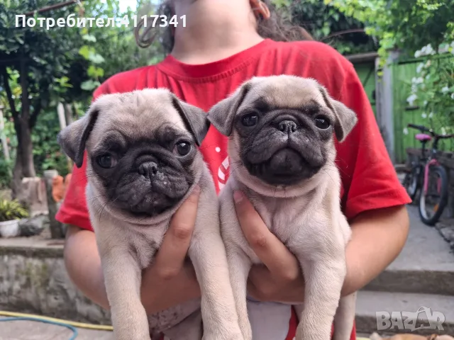 Мопс малки  ....., снимка 2 - Мопс - 55313209