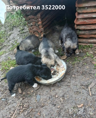 Подарявам кученца, снимка 2 - Други - 54014669