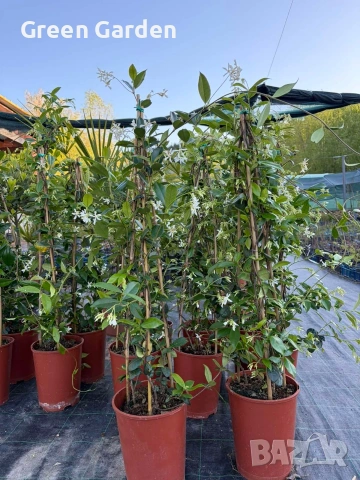 Жасмин,Ароматен и Увивен , снимка 4 - Градински цветя и растения - 54323571