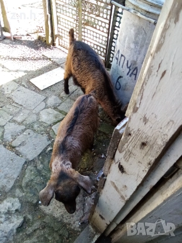 Продавам ярета, снимка 4 - Кози - 54335486