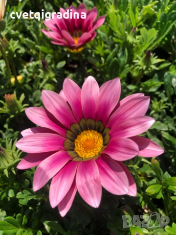 Летен гербер (Gerbera)