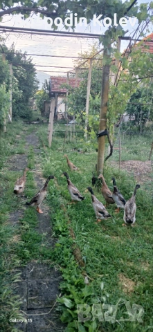 Индийски бегач, снимка 4 - Патици и гъски - 54730027