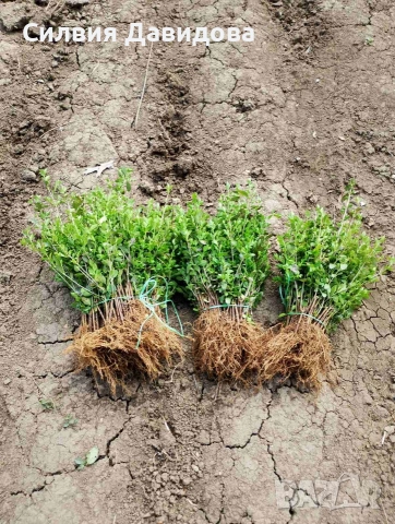 Лигуструм на гол корен