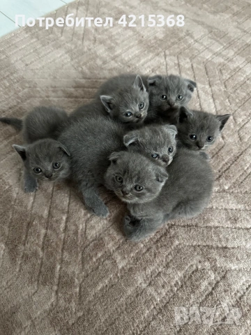 Шотландска клепоуха