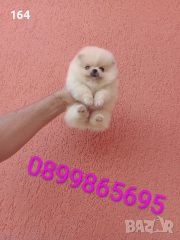 Мини момче. Померан. Реални снимки !!! 