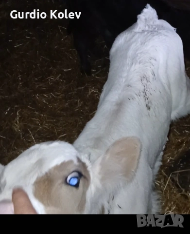 Теле Сукалче