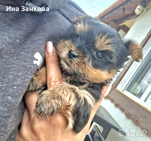 родени на 11.02 с поставена първа ваксина, снимка 9 - Йоркширски териер - 54058450
