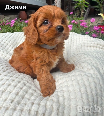 Кавапу Cavapoo !!!