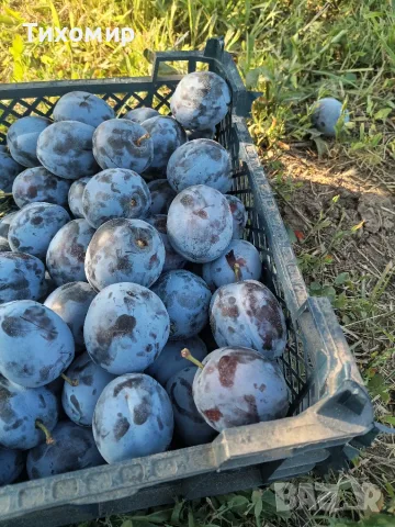 Чачанска лепотица за консумация 