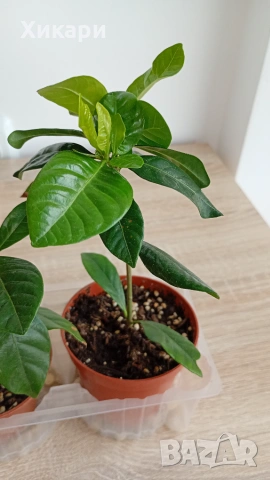 Гардения издънки Gardenia jasminoides, снимка 3 - Стайни растения - 54787978