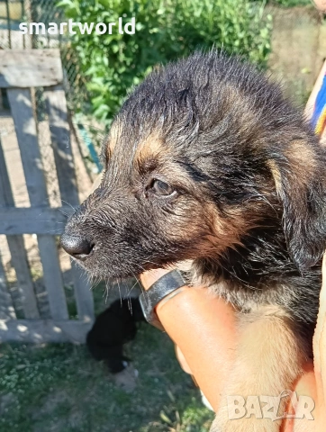 Подарявам кученца, снимка 6 - Други - 54928681