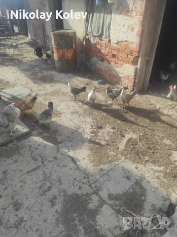 Продавам кокошки, снимка 3 - Кокошки и пуйки - 54586459