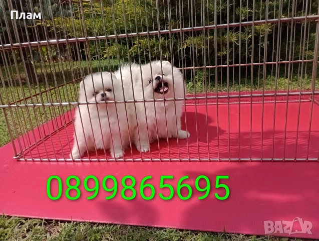 Померани на 3 месеца. Изпращам клипове!!!, снимка 3 - Померан - 54618539