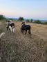 Продавам телета за доугояване , снимка 3