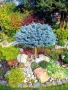 Глаука глобоза Glauca globosa, снимка 13