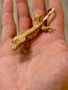 Ресничест гекон (Correlophus Ciliatus), снимка 5