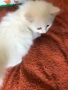 ангорски котки, снимка 6