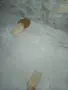 Mini Pomeran sladyri, снимка 5