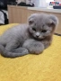 Продавам шотландски британски котета , снимка 5