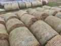 Продавам ролонни бали влажна люцерна, снимка 3