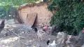 Млади петли различни породи, петел, катунски, легхорн, амераукана, снимка 2