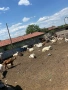 Продавам 60 бр кози, снимка 1