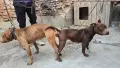 Продава се питбулче, снимка 4