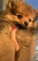 Продавам мини померанчета 🐾, снимка 2
