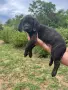 Свободни кученца Плотхаунд, снимка 4