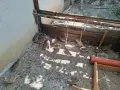 Японски пътпъдъци, снимка 2