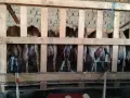 Продавам домашно гледани кози , снимка 1