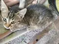 4 сладки котенца , снимка 4