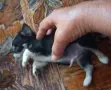 Продавам мини чихуахуа , снимка 2