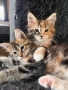 Котенца Мейн Куун, снимка 1