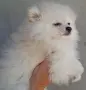 Момченца померан , снимка 4