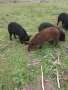 Продавам прасета, снимка 6