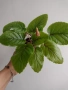 Синингия, sinningia Calyx Noid, снимка 2